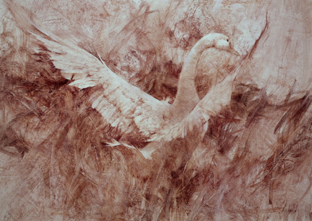 Snow Goose